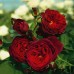 Trandafir floribunda  Astrid Grafin Von Hardenberg  RN