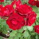 Trandafir floribunda  Humanity RN
