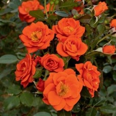 Trandafir pitic acoperitor Orange C3
