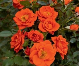Trandafir pitic acoperitor Orange P9