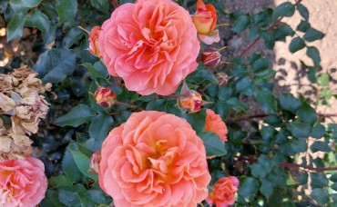 Trandafir floribunda Phoenix RN