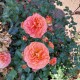 Trandafir floribunda Phoenix RN