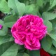 Trandafir dulceata Rose de Rescht Rna