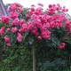 Trandafir copacel Rosarium Uetersens  Rna