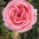Trandafir floribund  Tip Top (Kimono)  RN