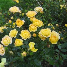 Trandafir pitic acoperitor galben C3