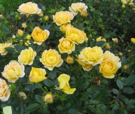 Trandafir pitic acoperitor galben P9