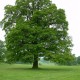 Stejar 40-50 cm C2H