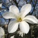 Magnolia Kobus 60-80 cm C3