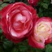 Trandafir floribund Nostalgie C4