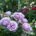 Trandafir floribund Novalis C4