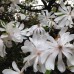 Magnolia stellata 70-80 cm C3