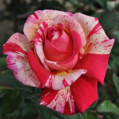 Trandafir teahibrid Broceliande RN