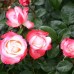 Trandafir floribund Nostalgie C4
