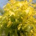 Arțar american galben (Odessanum) Pa 150-175 cm 
