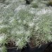Artemisia Nana Atraction (Pelinita) C1.5