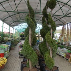 Thuja Smaragd Spirala 140-160 cm 