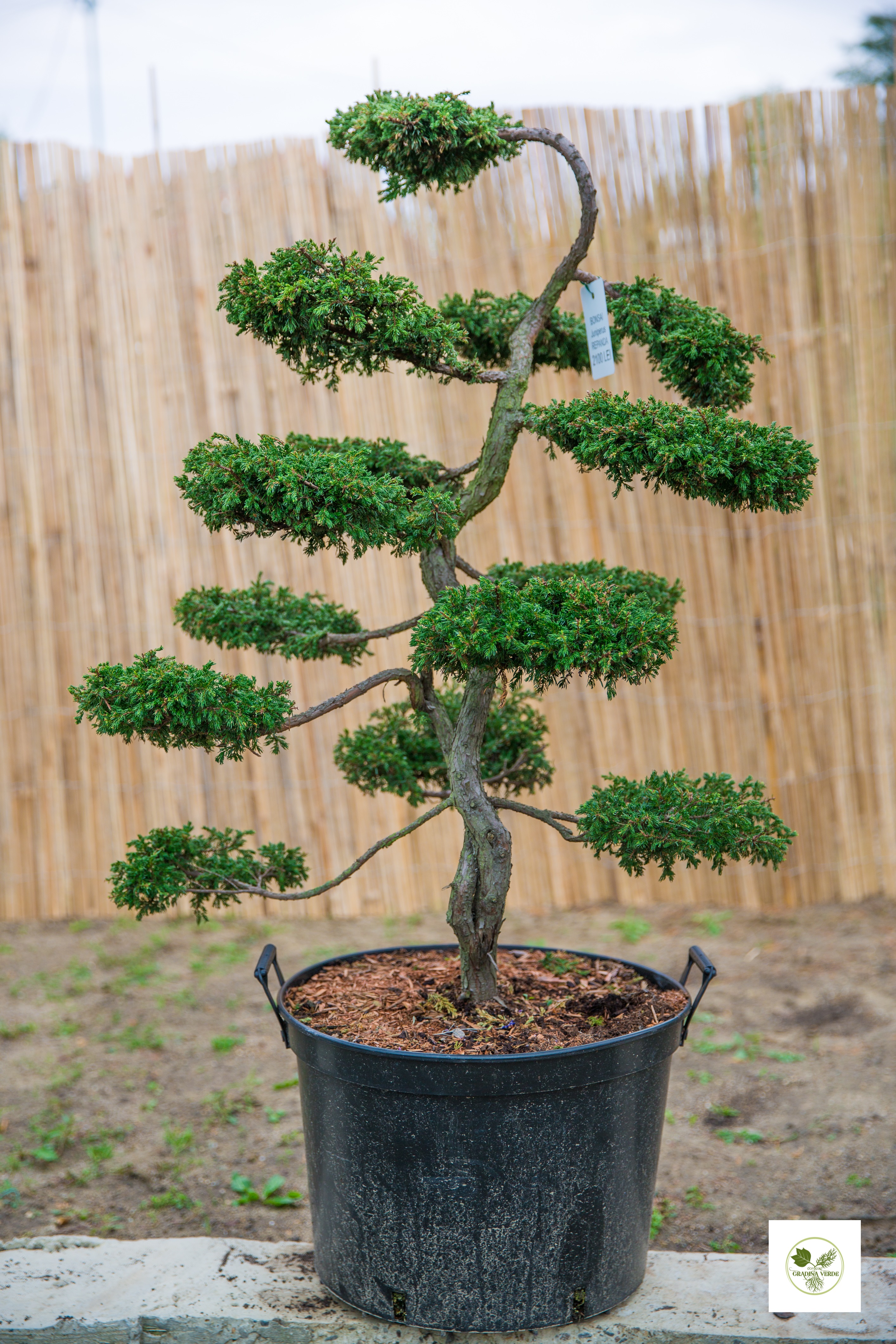 Undulate Optimistic educate Bonsai Juniperus Repanda| Pepiniera „Grădina Verde”