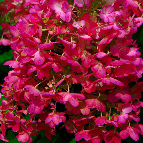 paniculata Red C3 Pepiniera „Grădina