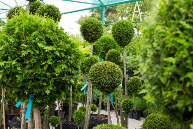 Proportional die wealth Pepiniera „Grădina Verde” - Magazin online de plante ornamentale si  accesorii pentru gradinarit